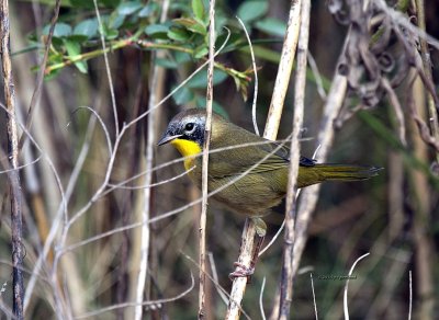 Common Yellow-throat IMG_0064.jpg