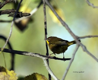 Common Yellow-throat IMG_0358.jpg