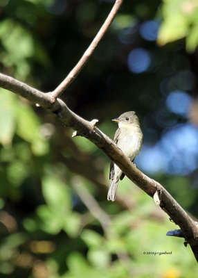 Eastern Wood Peewee IMG_0092.jpg