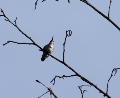 Hummingbird IMG_0265.jpg
