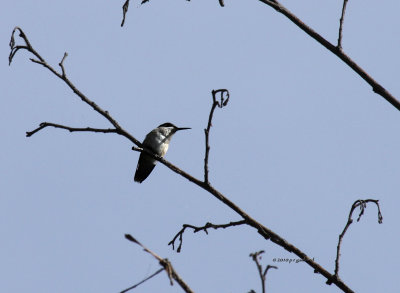 Hummingbird IMG_0269.jpg