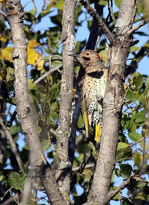 Northern Flicker IMG_0584.jpg