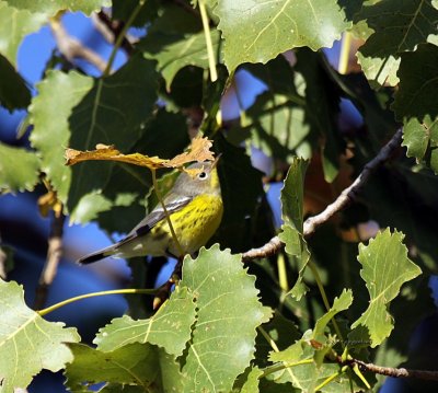 Pine Warbler IMG_0203.jpg