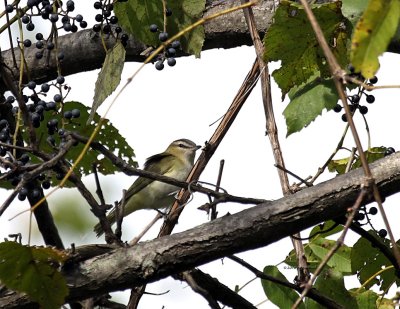 Warbling Vireo IMG_0316.jpg