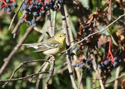 Yellow Warbler immature IMG_0013.jpg