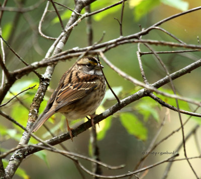 White-throated Sparrow IMG_0659.jpg