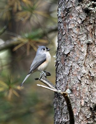 Tufted Titmouse IMG_0778.jpg