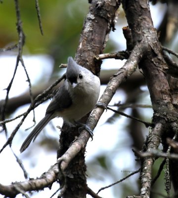 Tufted Titmouse IMG_0375.jpg