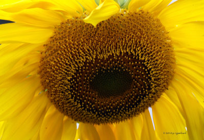 Sunflower Head IMG_0862.jpg