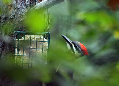 Pileated Woodpecker IMG_0845.jpg