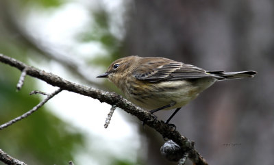 Yellow-rump Warbler IMG_0361.jpg