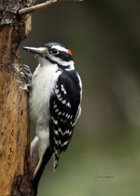 Hairy Woodpecker IMG_0607.jpg