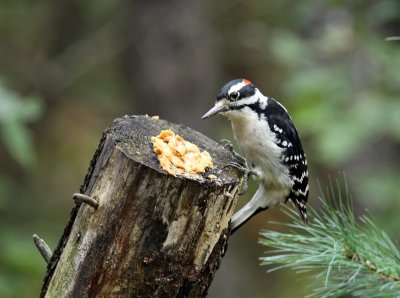 Hairy Woodpecker IMG_0344.jpg