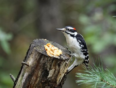 Hairy Woodpecker IMG_0342.jpg