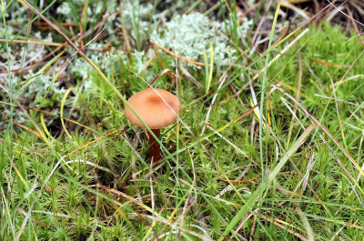 Mushroom IMG_0282.jpg