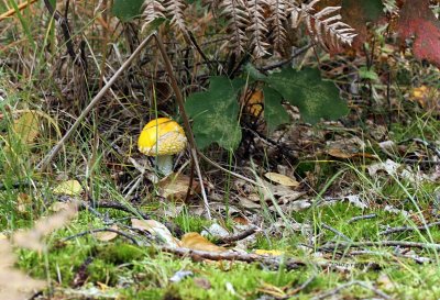 Mushroom IMG_0474.jpg