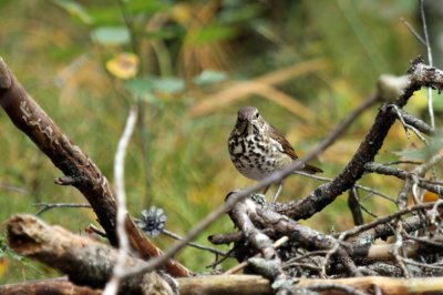 Hermit Thrush IMG_0367.jpg