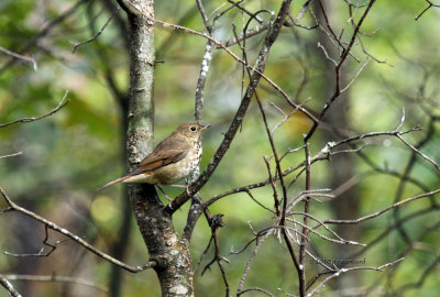 Hermit Thrush IMG_0379.jpg
