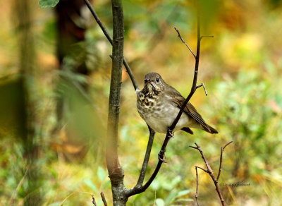 Hermit Thrush IMG_0391.jpg