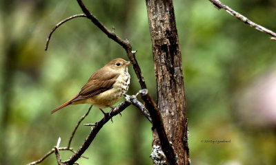 Hermit Thrush IMG_0517.jpg