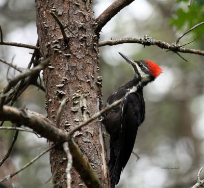 Pileated Woodpecker IMG_0198.jpg