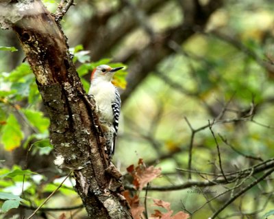 Red-bellied Woodpecker IMG_0475.jpg