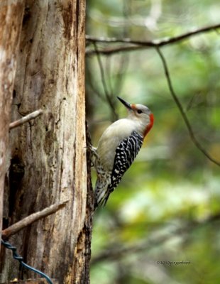 Red-bellied Woodpecker IMG_0521.jpg