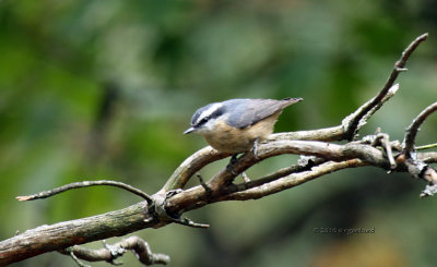 Red-breasted Nuthatch IMG_0494.jpg