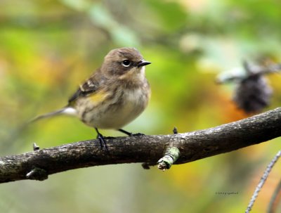 Yellow-rump Warbler IMG_0333.jpg