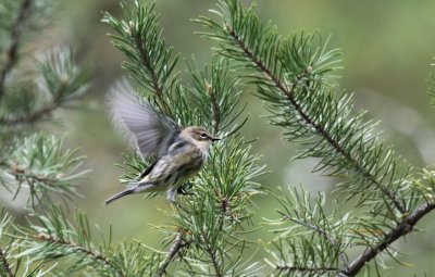 Yellow-rump Warbler IMG_0259.jpg
