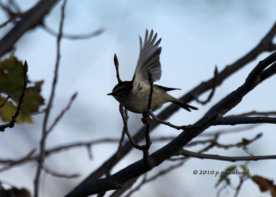 Gold-crowned  Kinglet IMG_4156.jpg