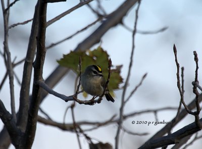 Gold-crowned Kinglet IMG_4160.jpg