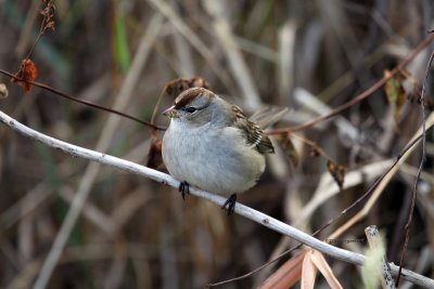 Imm White-crowned Sparrow IMG_4064.jpg