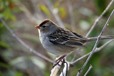 Imm White-crowned Sparrow IMG_4082.jpg