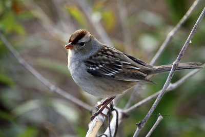 Imm White-crowned Sparrow IMG_4084.jpg