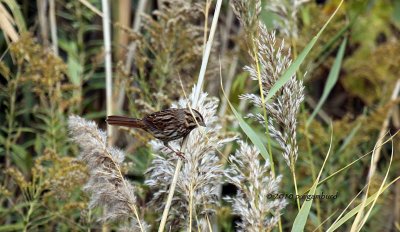 Song Sparrow IMG_4467.jpg