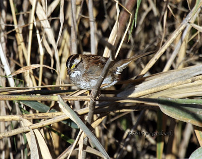 White-throated Sparrow IMG_4364.jpg