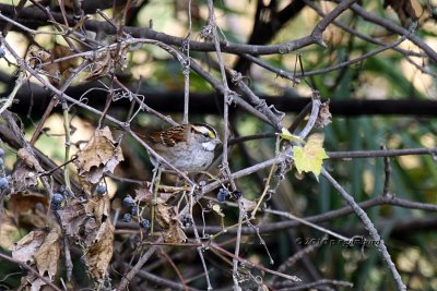 White-throated Sparrow IMG_4396.jpg
