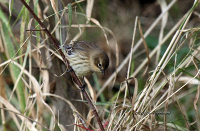 Yellow-rumped Warbler IMG_0289.jpg