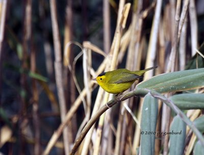 Wilsons Warbler IMG_4415.jpg