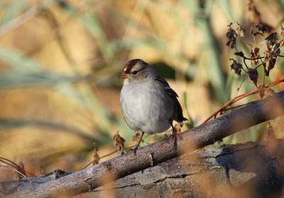 Imm White-crowned Sparrow IMG_0061.jpg