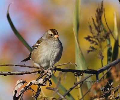 Imm White-crowned Sparrow IMG_0071.jpg