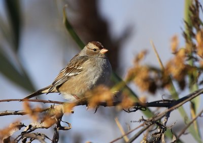 Imm White-crowned Sparrow IMG_0077.jpg