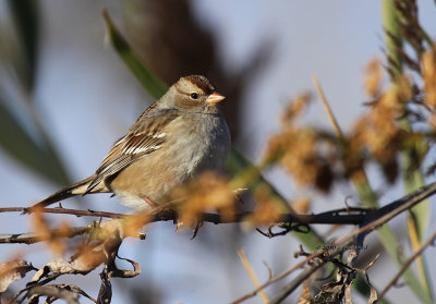 Imm White-crowned Sparrow IMG_0078.jpg