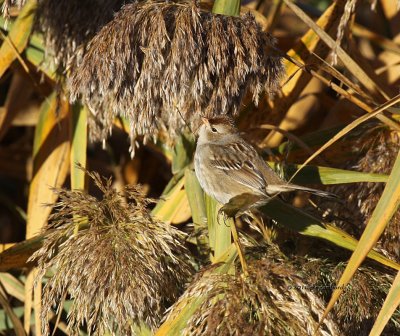 Imm White-crowned Sparrow IMG_0102.jpg