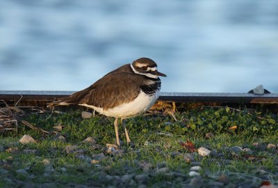 Kildeer IMG_0016.jpg