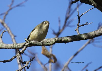 Ruby-crowned Kinglet IMG_0571.jpg