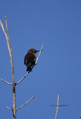 Rusty Blackbird IMG_0440.jpg