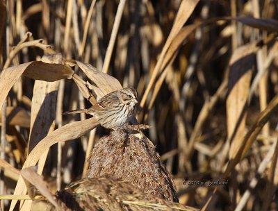 Song Sparrow IMG_0131.jpg