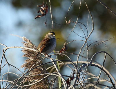 White-throated Sparrow IMG_0055.jpg